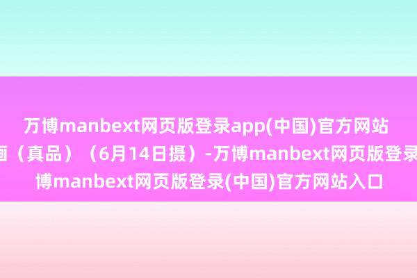 万博manbext网页版登录app(中国)官方网站    这是辛追墓T形帛画（真品）（6月14日摄）-万博manbext网页版登录(中国)官方网站入口